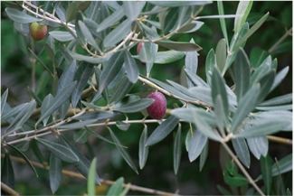 ドメーヌ・ド・ラ・ヴェルネードのイメージ写真